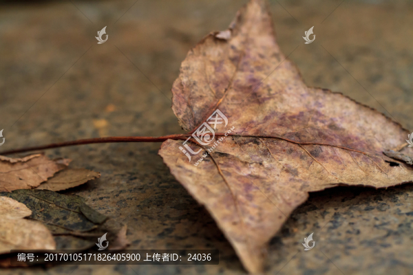 楓葉,落葉,微距