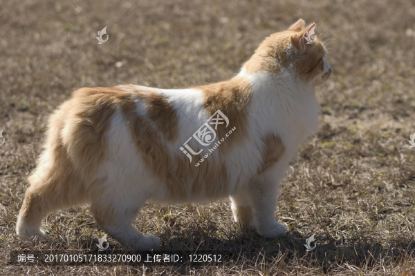 馬恩島貓品種