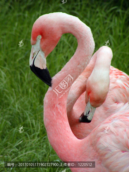 火烈鳥(niǎo)的兩