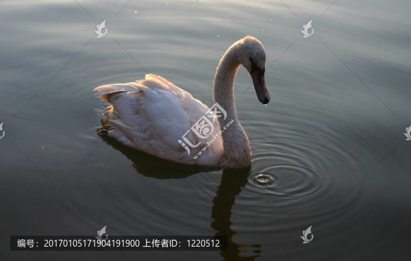 在夕陽的光的小天鵝