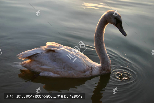 在夕陽的光的小天鵝