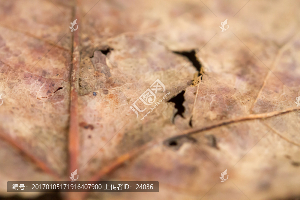 楓葉,葉脈,微距