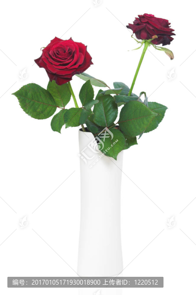 花瓶上的漂亮的玫瑰