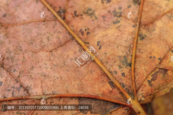楓葉,葉脈,微距