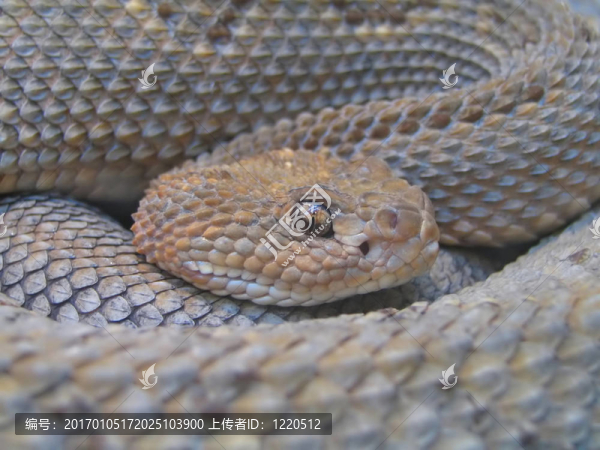 snakeeye1