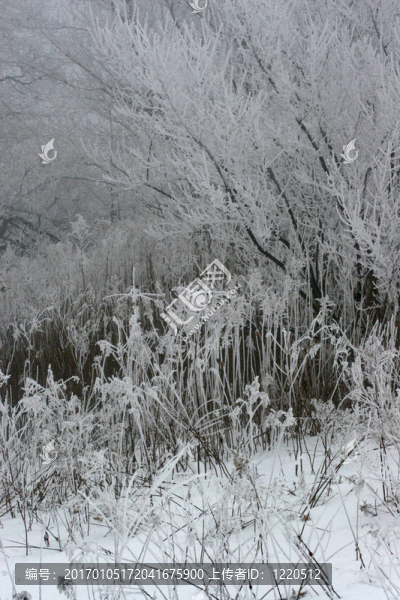 Frost先生4