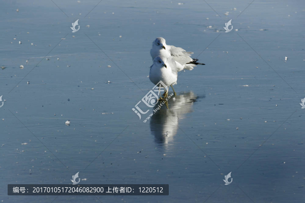 冰湖；海鷗；
