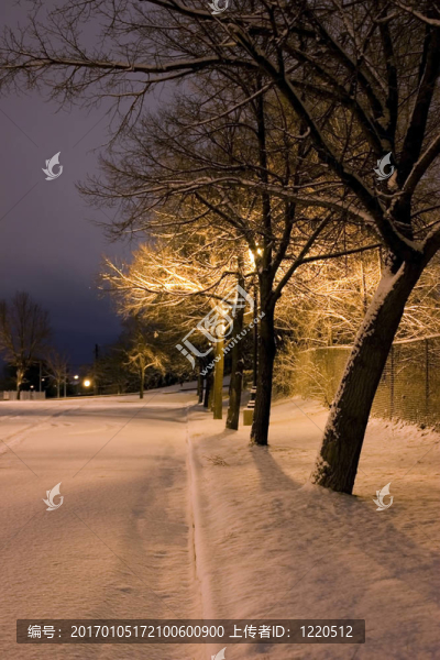 在公園里的一排雪白的樹(shù)-冬天的主題