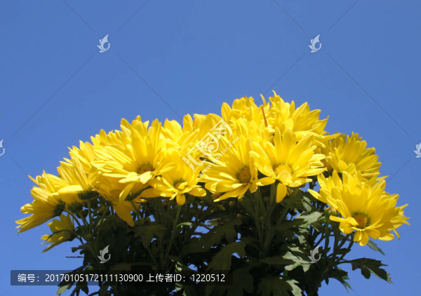 黃色的鮮艷的花