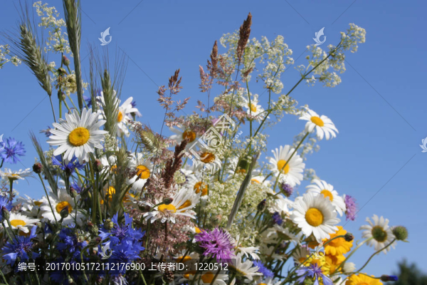 場的Flowers