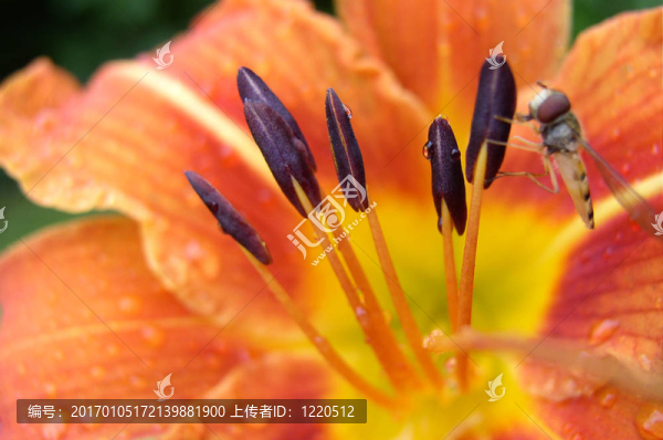 一個特寫鏡頭的一朵花