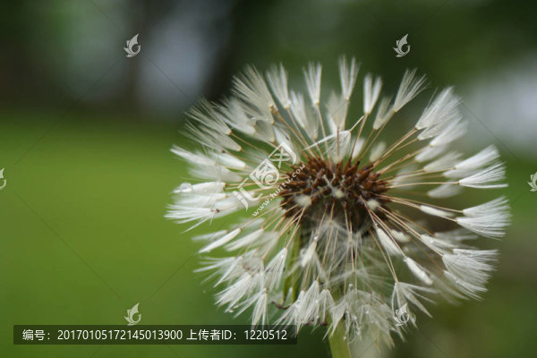 雨后的蒲公英