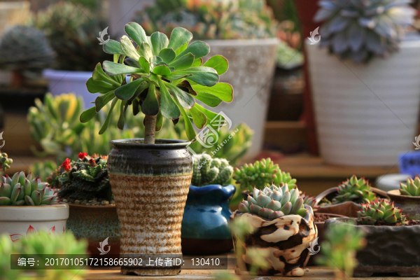 多肉植物