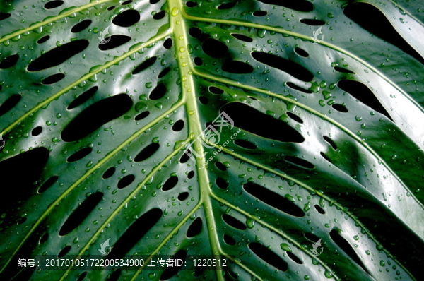 雨落葉