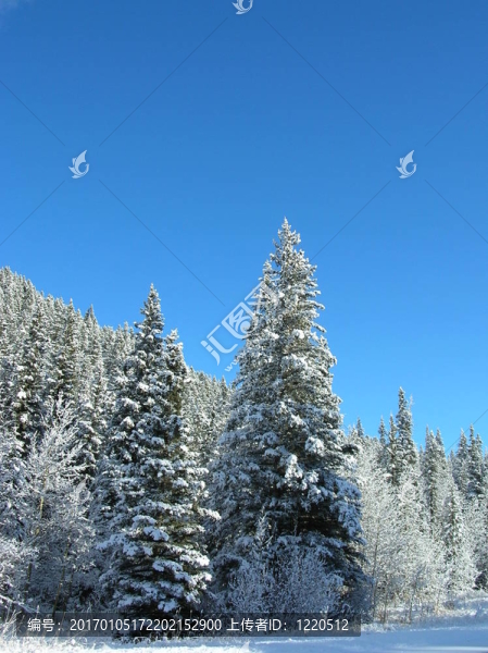 樹上的積雪