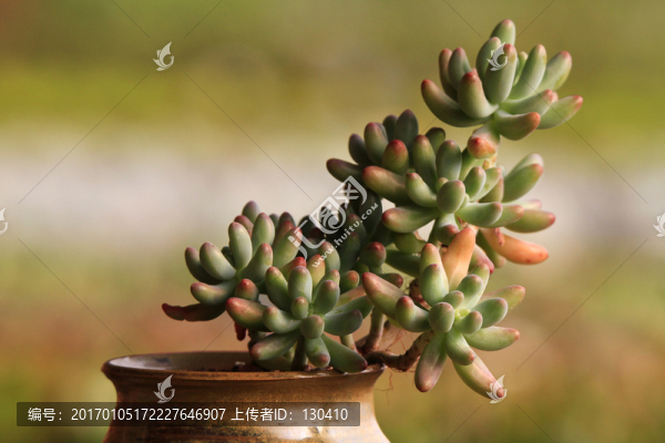 多肉植物
