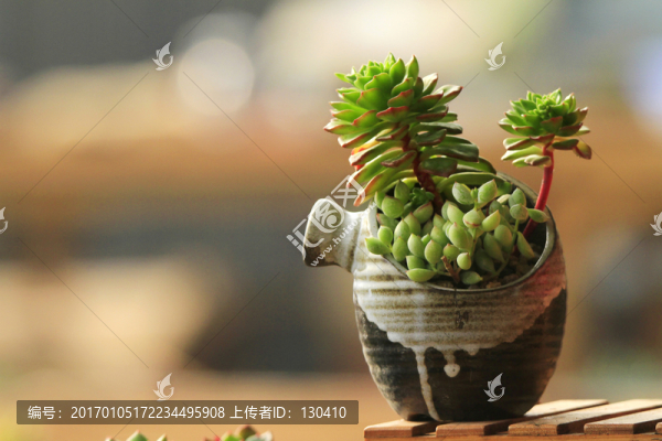 多肉植物