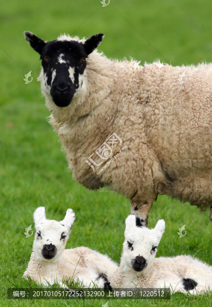 Mother,Sheep和雙胞胎羔羊