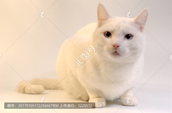 華麗的白色的貓