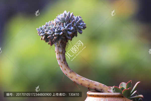 多肉植物