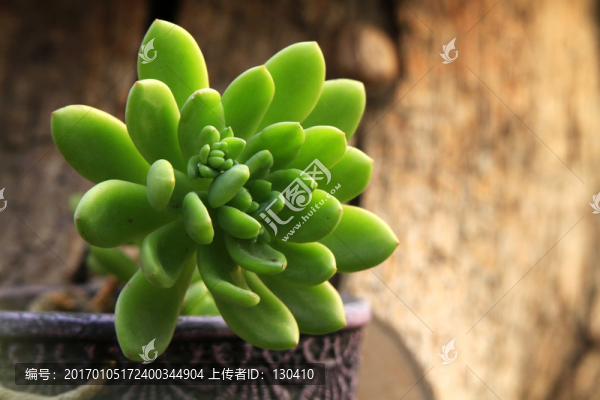 多肉植物
