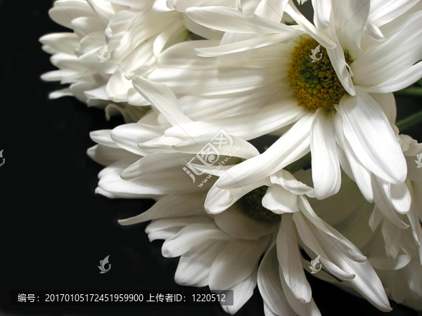 黑色背景上的白色菊花