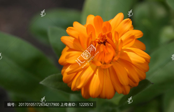 橙色的美