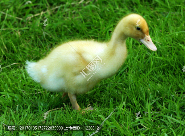 這只小鴨