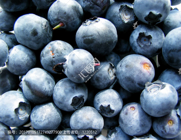 藍(lán)莓的宏-匯圖網(wǎng) www.fosd68.com 藍(lán)莓的宏