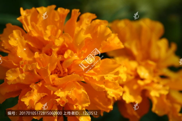 橙色的花
