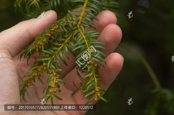 細(xì)膩的觸感。