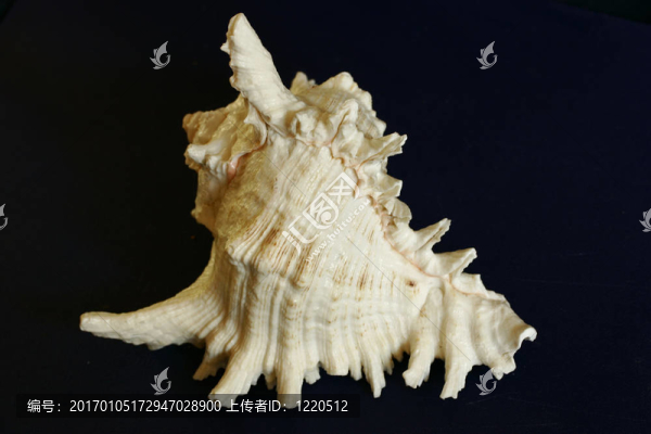 shell3