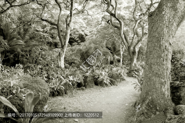 在威美亞山谷的奧杜邦中心在瓦胡島的熱帶雨林；夏威夷