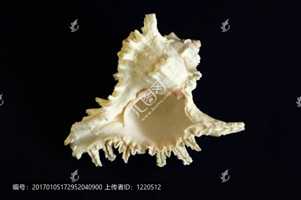 shell2