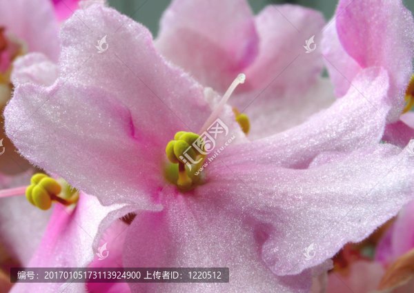 紫色花序
