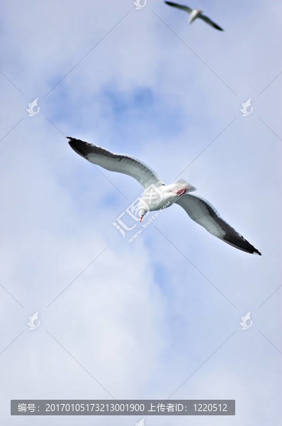 海鷗