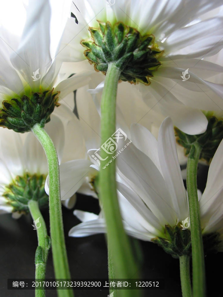 白色的雛菊特寫