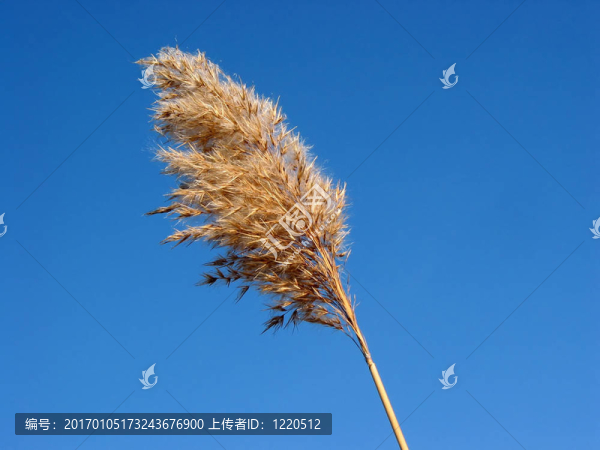 干蘆葦花草