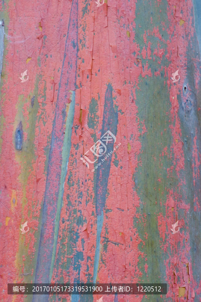 桉樹(shù)樹(shù)皮3