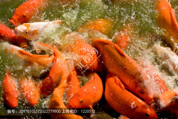 大魚吃小魚