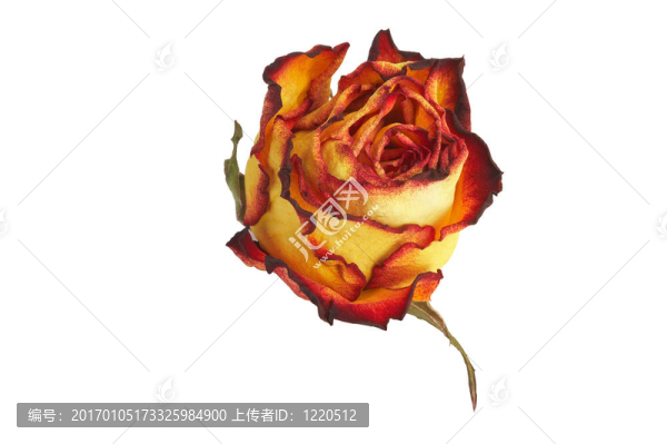 黃玫瑰gelbe玫瑰