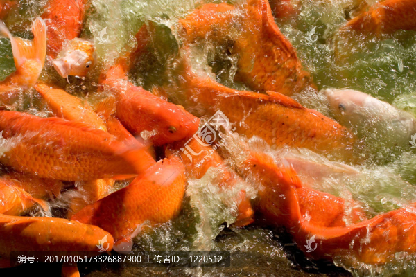 吞食魚2