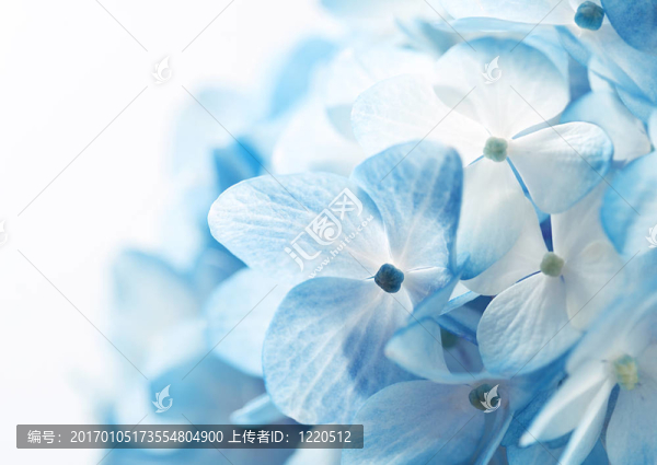 繡球花八