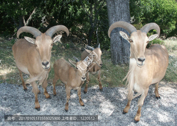 Aoudad,sheep的家人