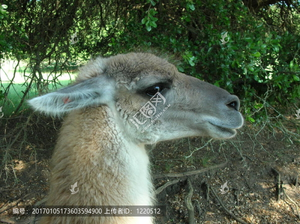 guanaco-2