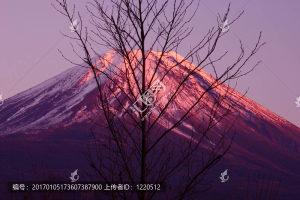 紫色的富士