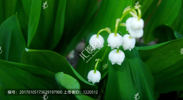 山谷的百合花