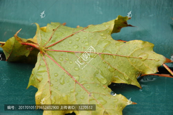綠色的葉子