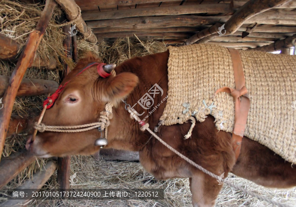 喂養(yǎng)時(shí)間