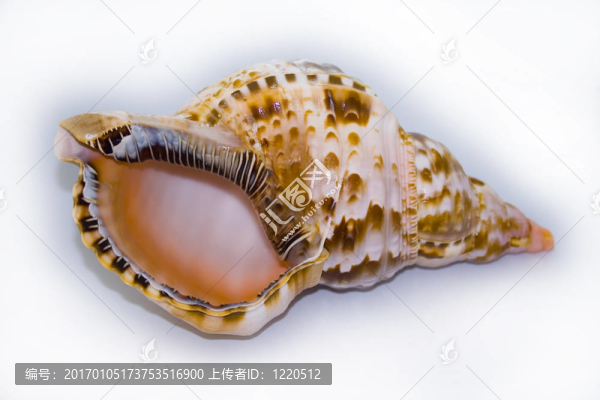 殼